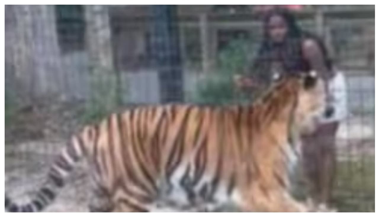 US Woman Climbs Into Tiger's Enclosure In Zoo US Woman Climbs Into Tiger's Enclosure In Zoo