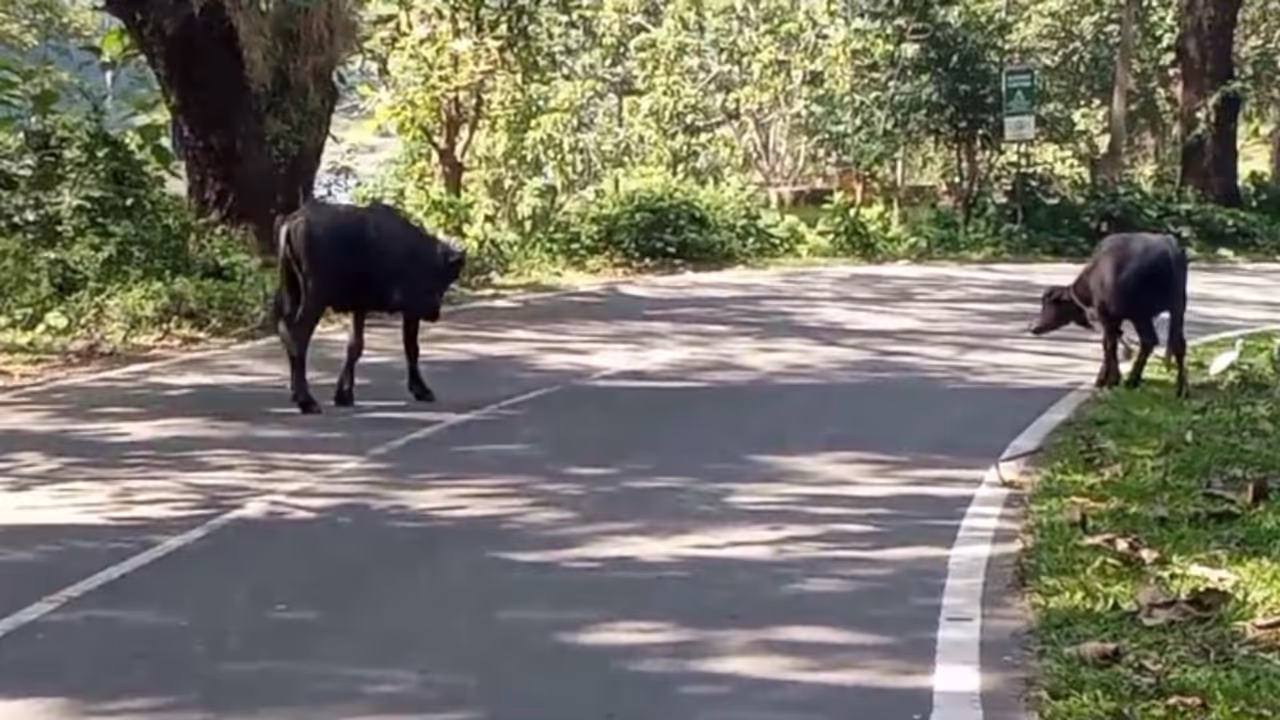 Athirappilly Malakkappara Road Traffic Restriction Athirappilly Malakkappara Road Traffic Restriction