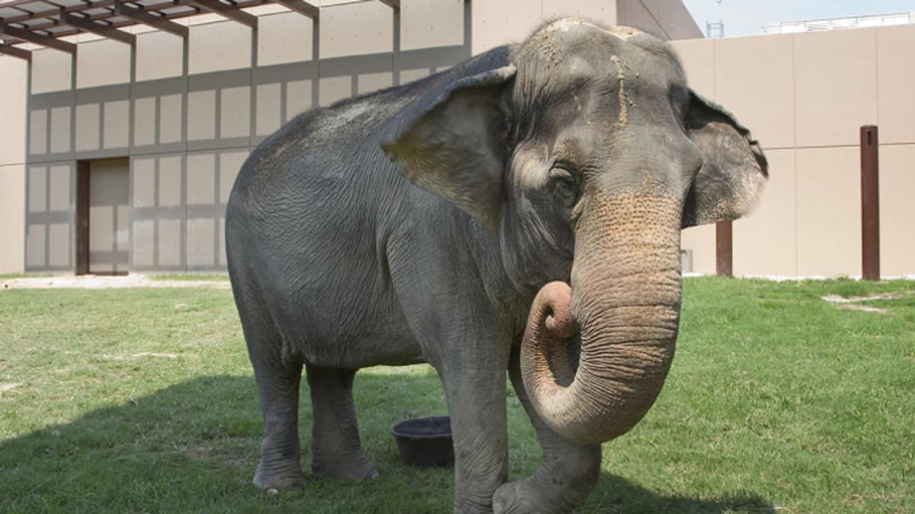 elephant 01 elephant 01