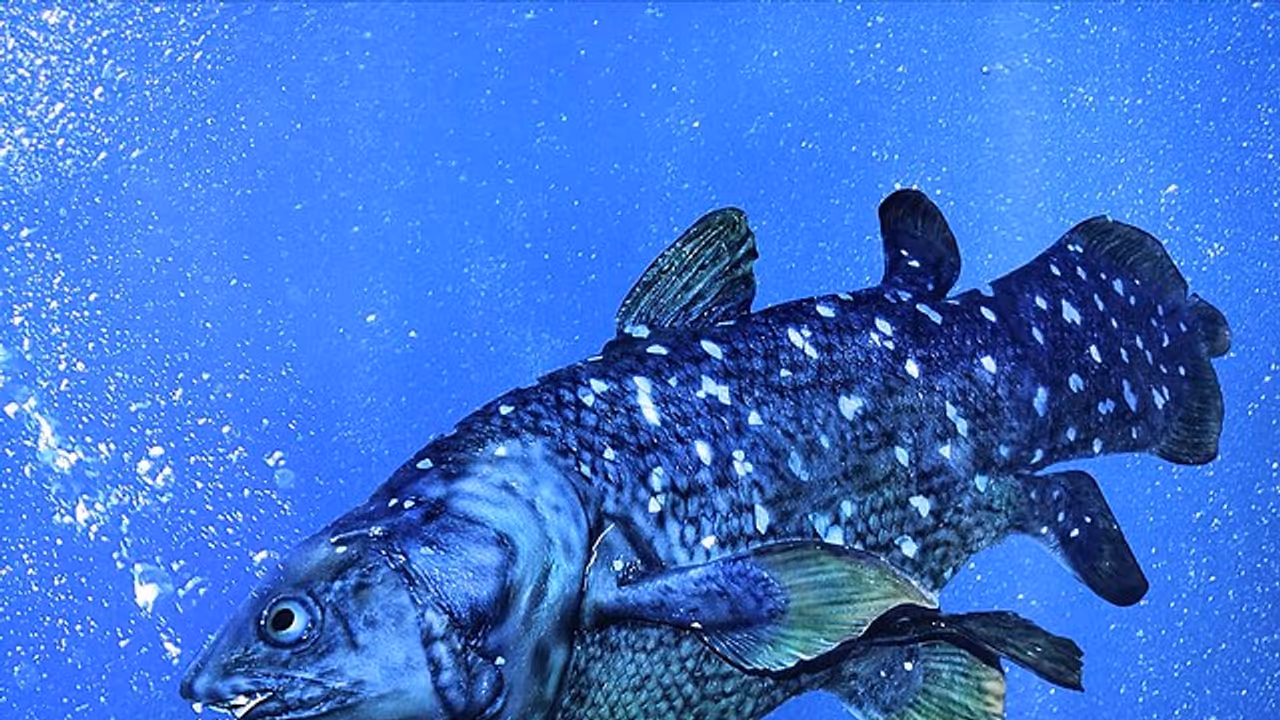 Coelacanth at the Natural History Museum in Vienna 