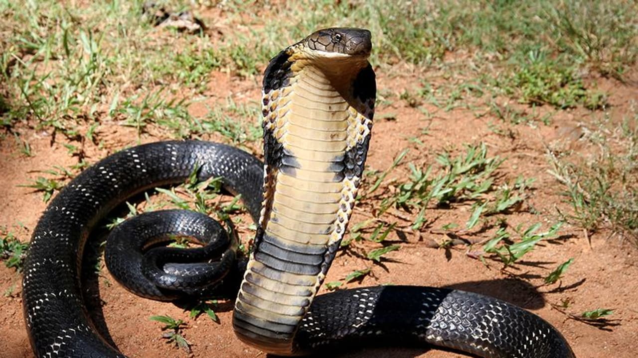 king cobra king cobra