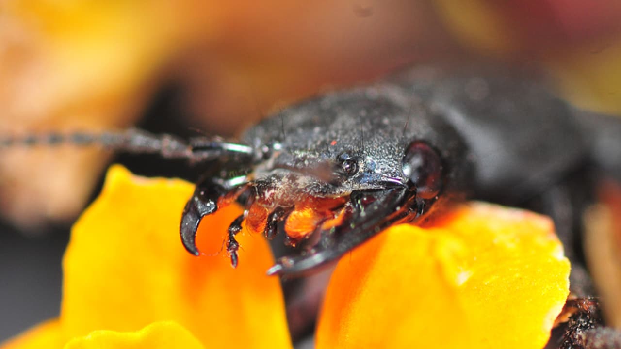 Stag Beetle Stag Beetle