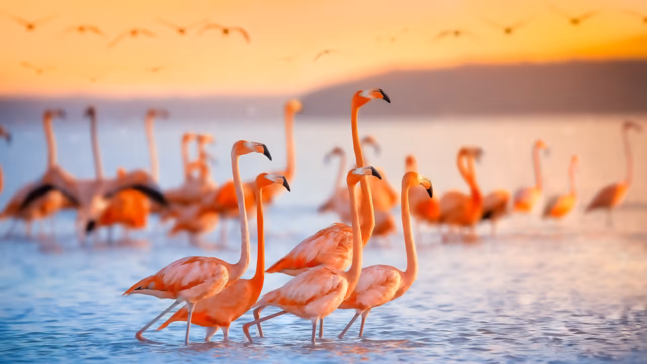 Flamingos in migration 