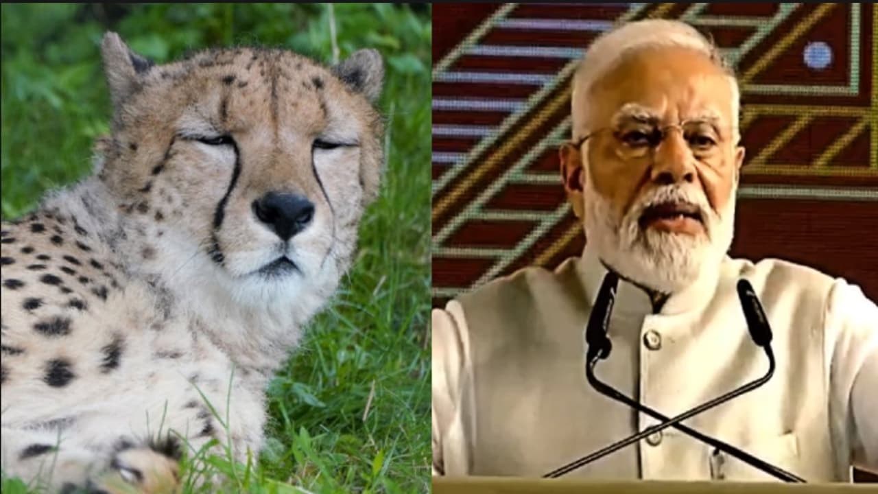 cheetah pm modi cheetah pm modi