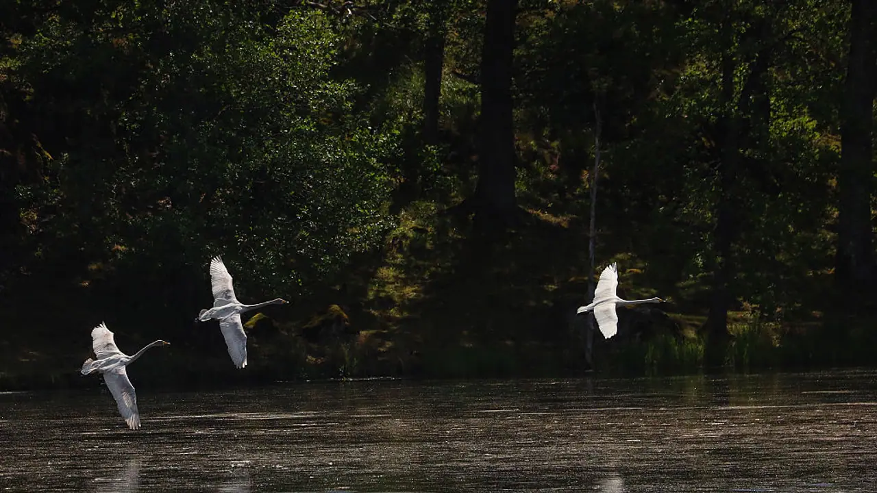 Over 500 bird species face EXTINCTION in next 100 years thanks to climate change