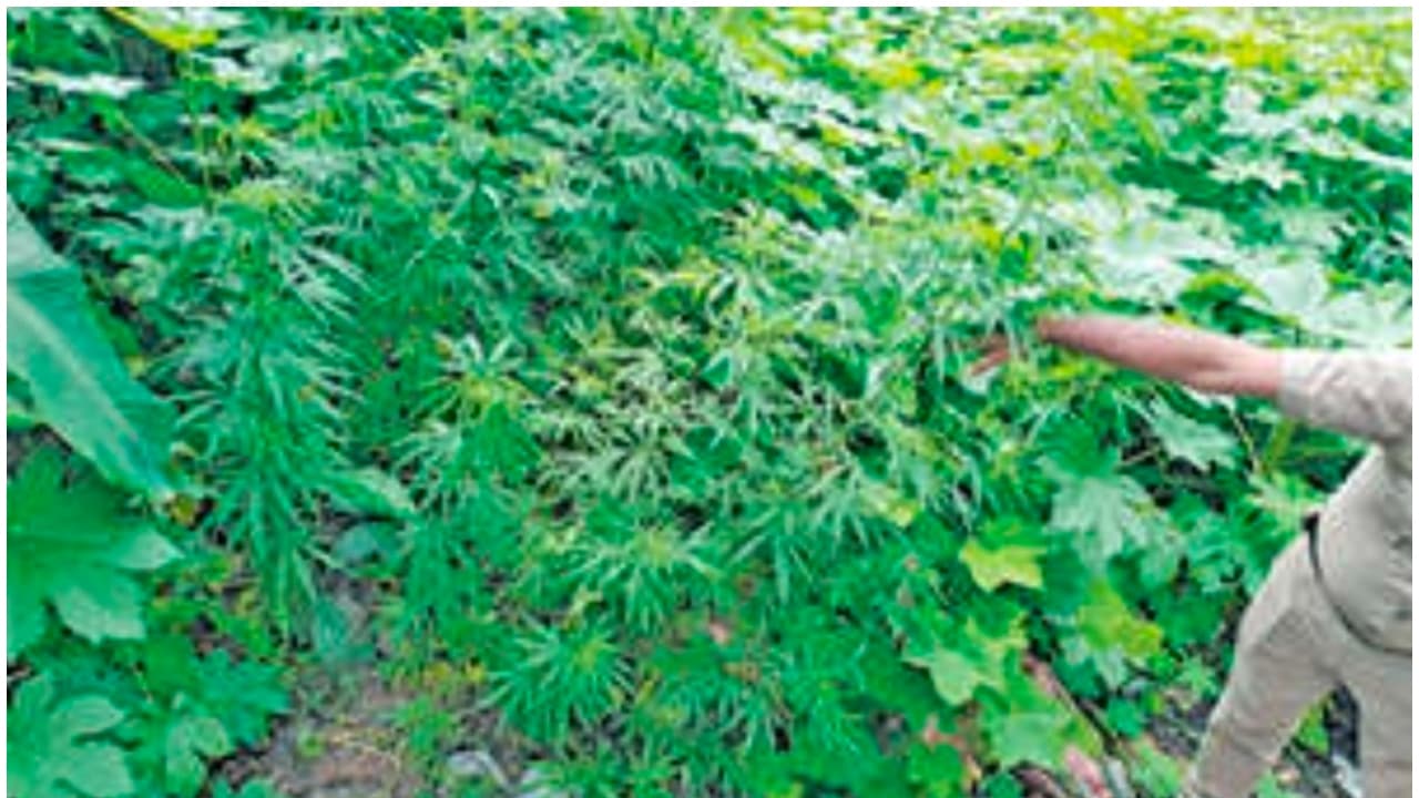 ganja ganja