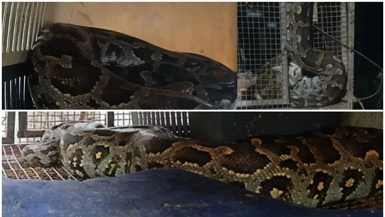 python python