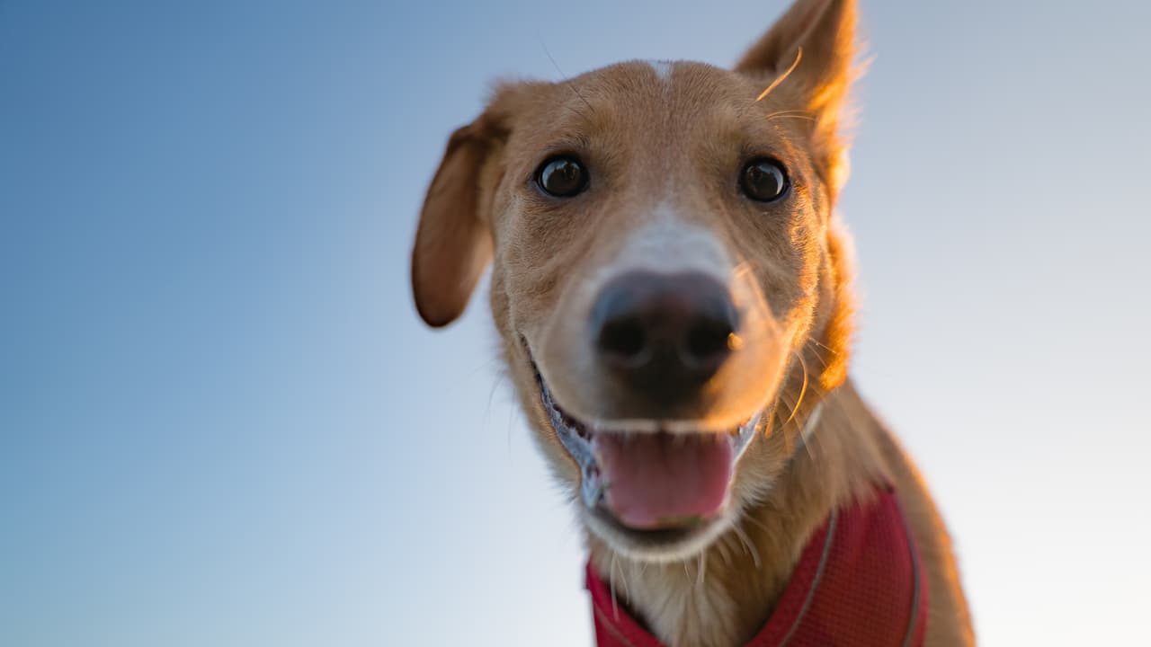 Cute dog Cute dog