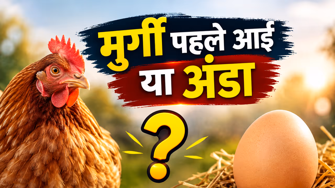 Chicken or Egg Which Came First Chicken or Egg Which Came First