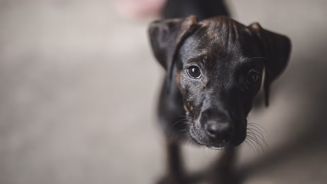Puppy Dog Puppy Dog