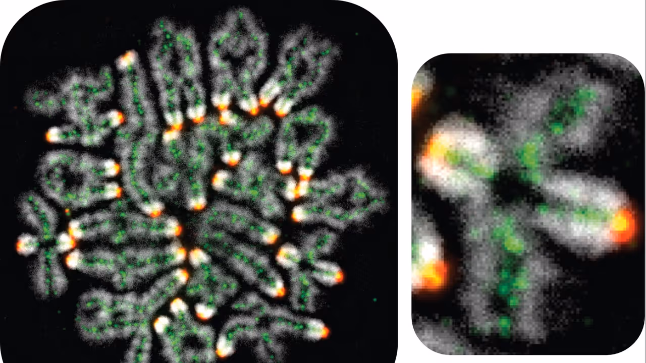 Chromosome crossovers in mouse egg cell reveal fertility secrets