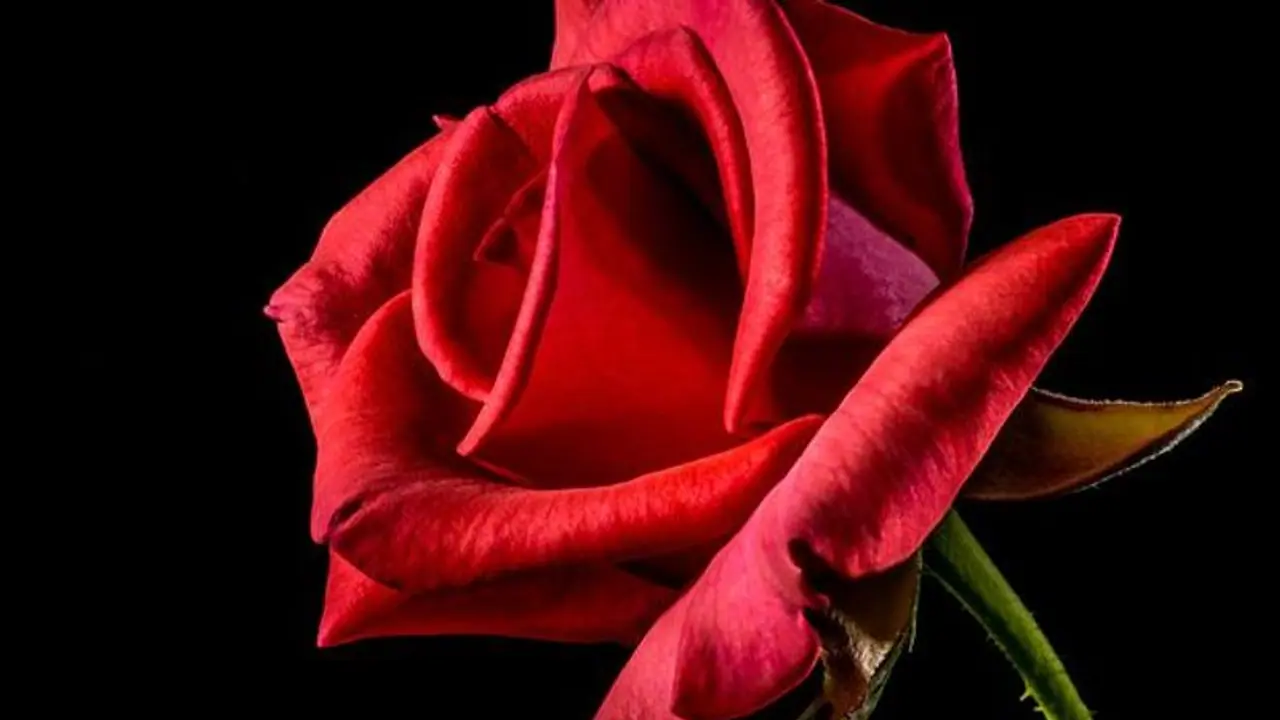 happy rose day 2022 happy rose day 2022