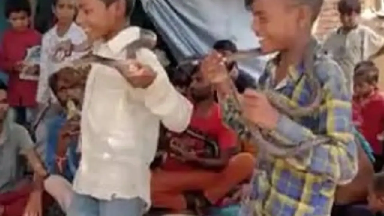 snake dance snake dance