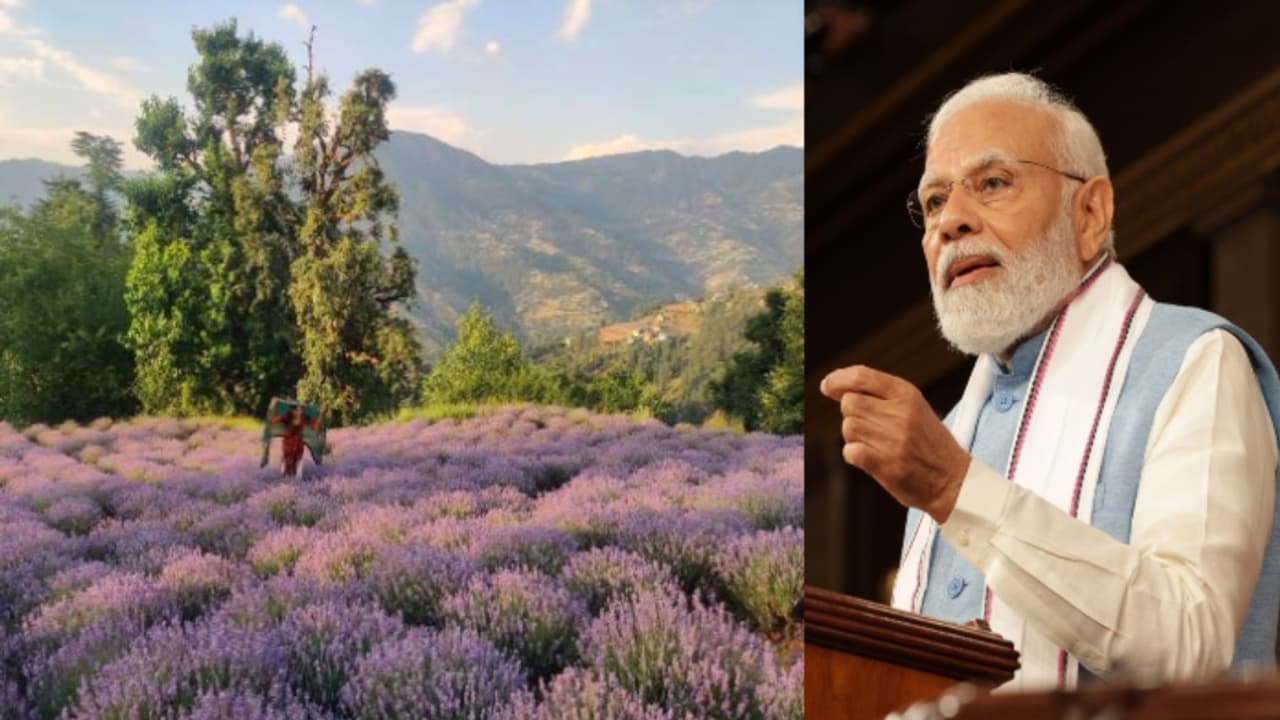 Lavender farming pm modi Lavender farming pm modi