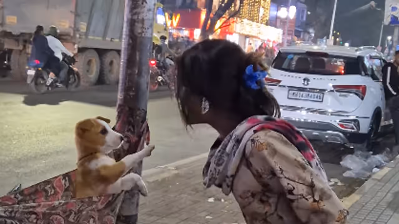 Girl Turns Makeshift Cradle Into a Playtime Spot for Stray Dog Girl Turns Makeshift Cradle Into a Playtime Spot for Stray Dog