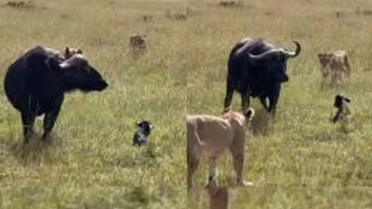 buffalo fight lions buffalo fight lions