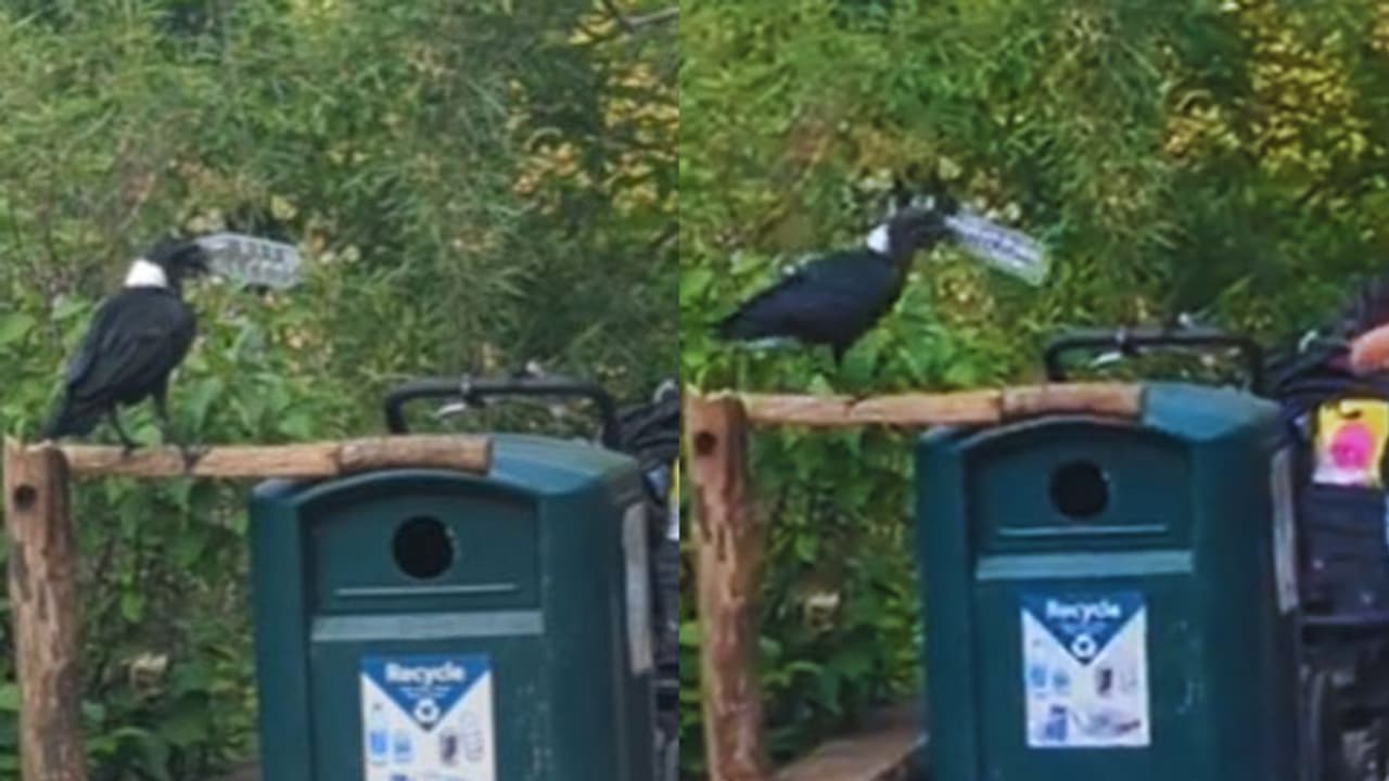 Crow Using Dustbin Video Crow Using Dustbin Video