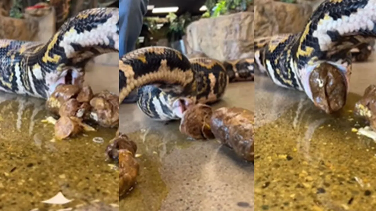 snake potty video snake potty video