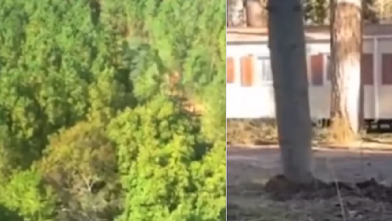 trees walking video trees walking video