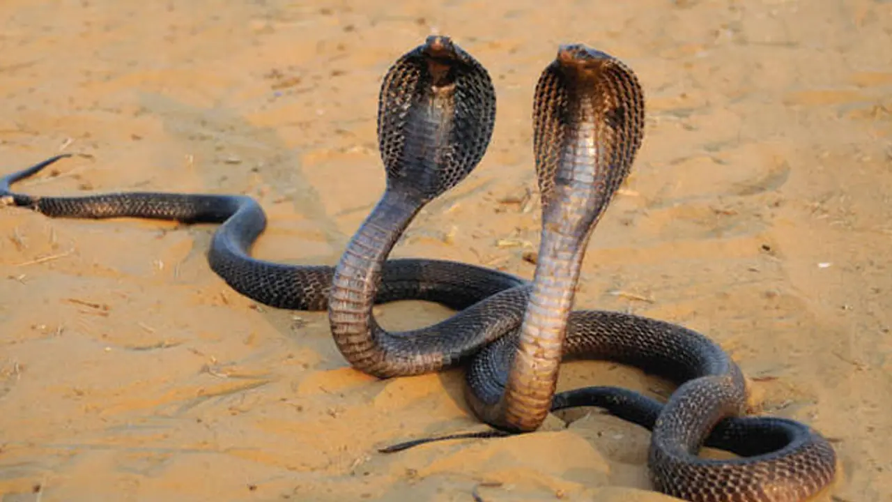 Snake bite Snake bite