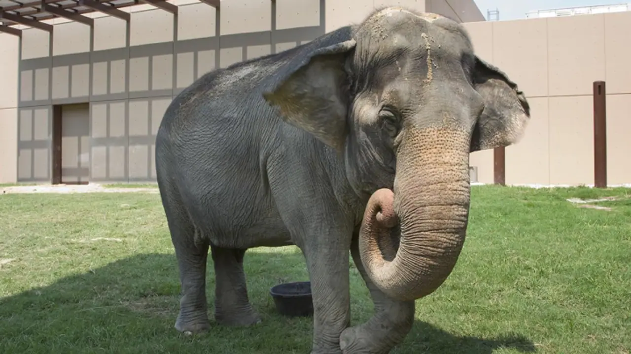 elephant 0 elephant 0