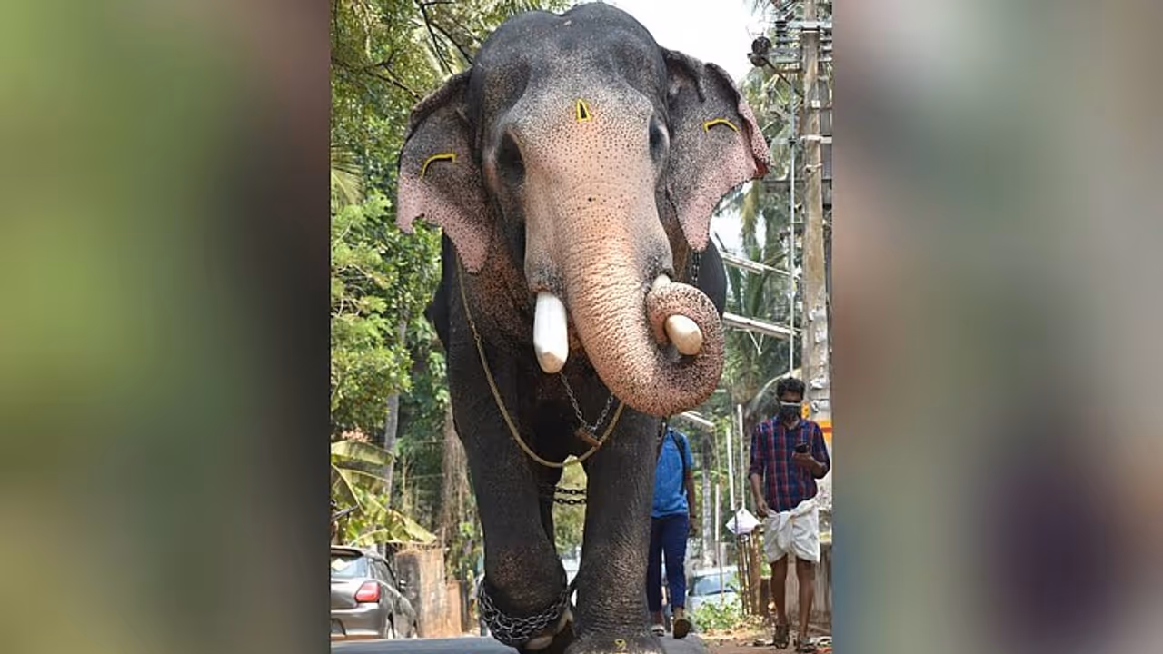 pallatt brahmadathan pallatt brahmadathan