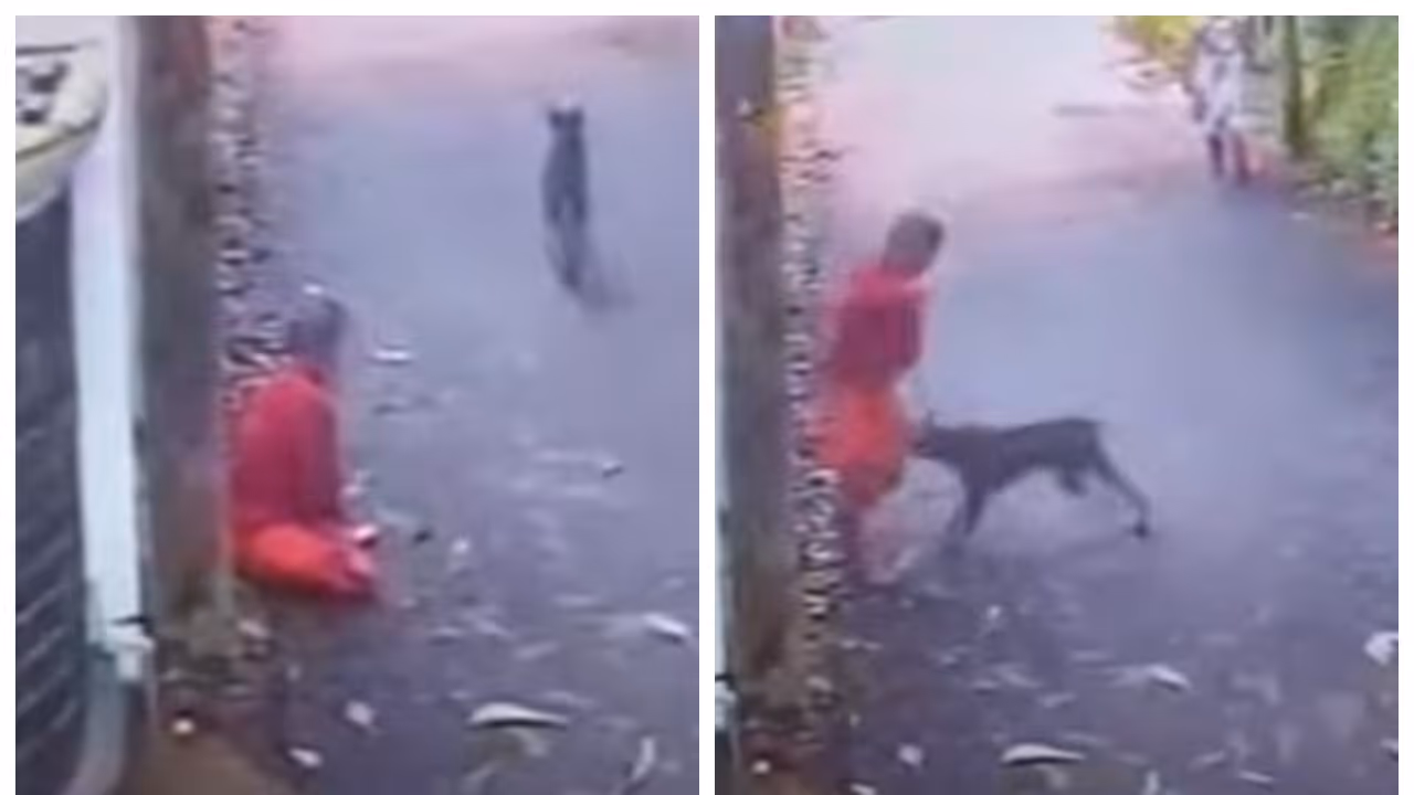 stray dog attack stray dog attack