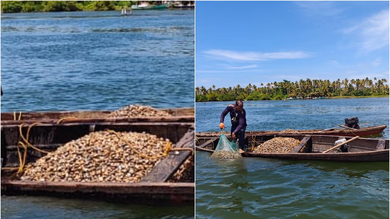 ashtamudi lake clam population ashtamudi lake clam population