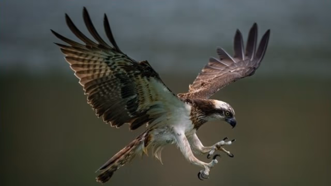 vullture 0 vullture 0