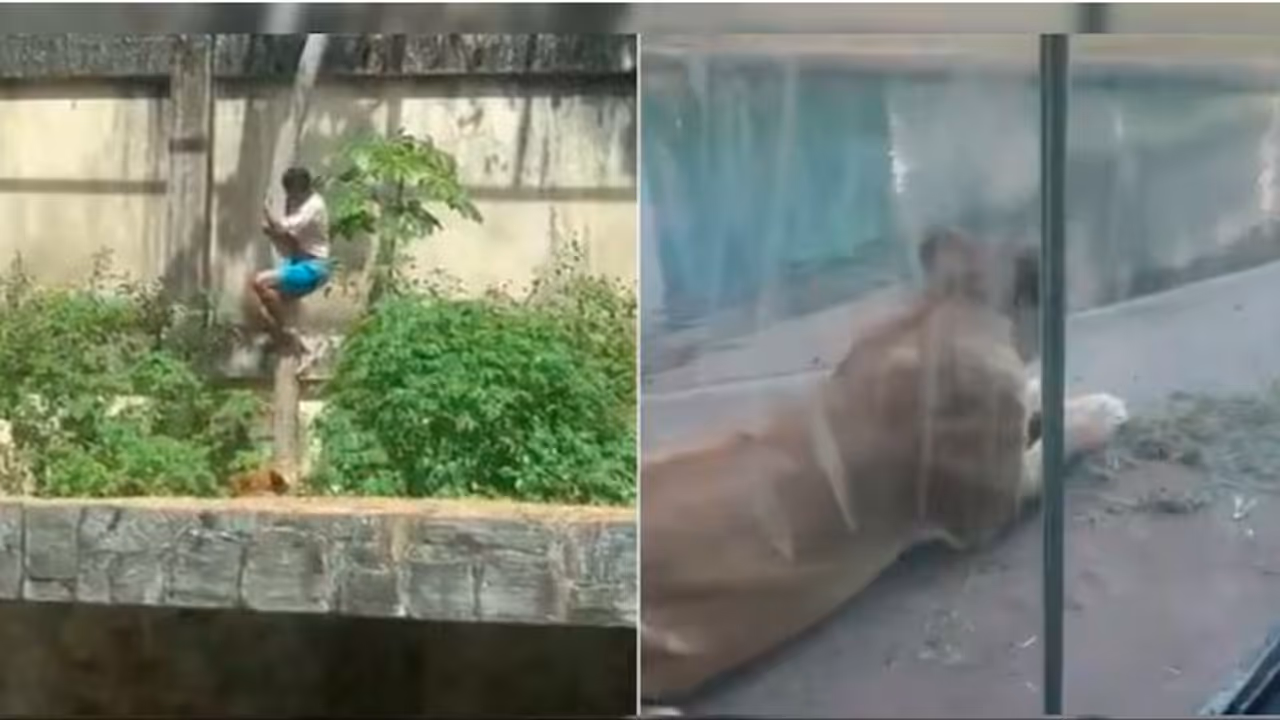 Brazilian Teenager Mauled To Death By Lion At Zoo Brazilian Teenager Mauled To Death By Lion At Zoo