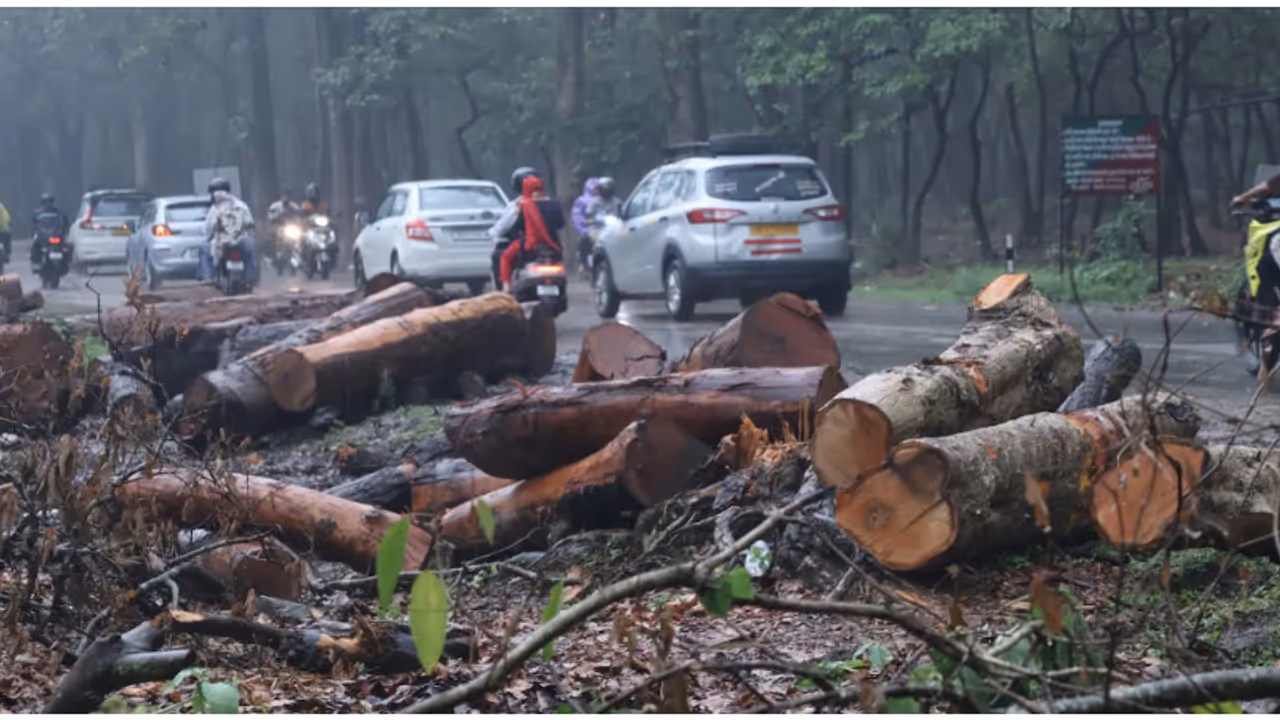 Felling Trees Felling Trees