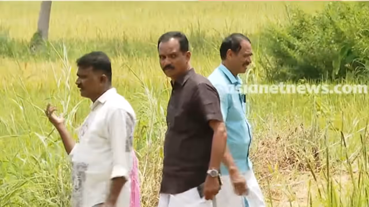 government fails promise on paddy procurement payment palakkad government fails promise on paddy procurement payment palakkad