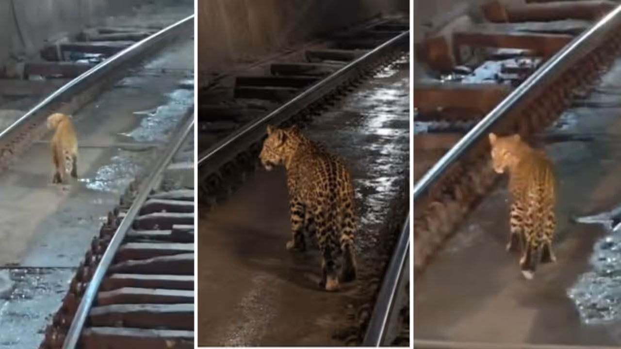 Chhattisgarh leopard viral video Chhattisgarh leopard viral video