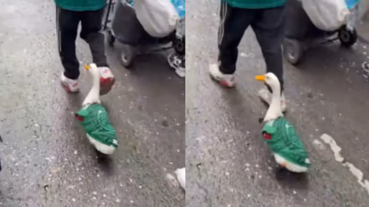 Mexico’s ‘Lucky Duck’ at FIFA World Cup Mexico’s ‘Lucky Duck’ at FIFA World Cup