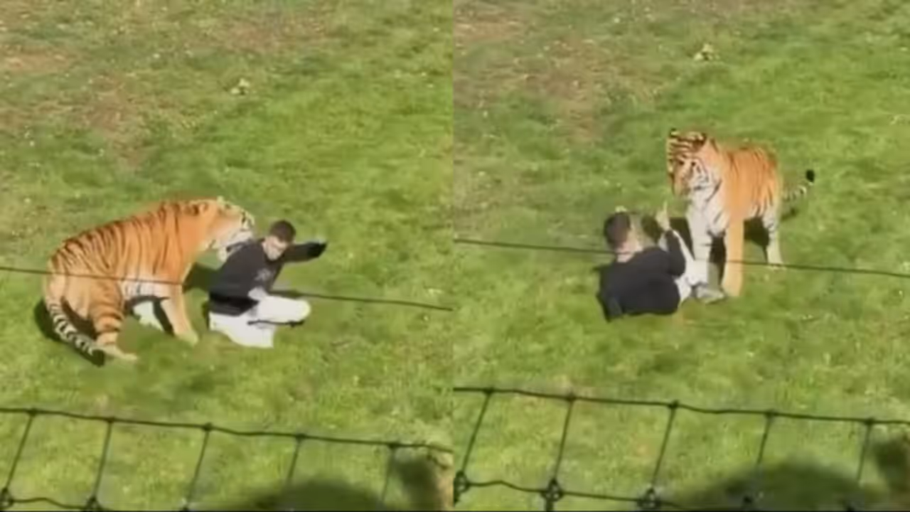 UK Zoo Horror: Man Jumps Into Tiger Enclosure, Mauled To Death On Camera UK Zoo Horror: Man Jumps Into Tiger Enclosure, Mauled To Death On Camera