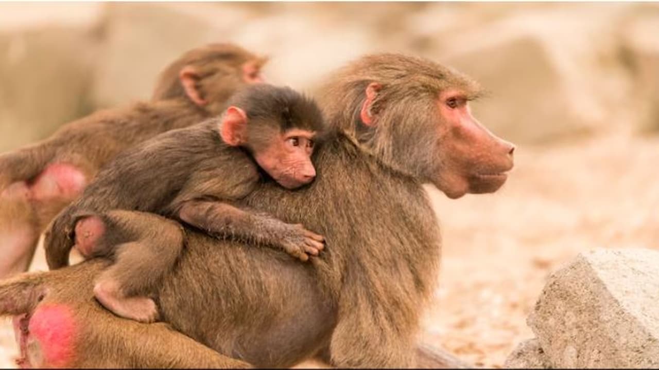 Zoo overcrowding leads to baboon killing Zoo overcrowding leads to baboon killing