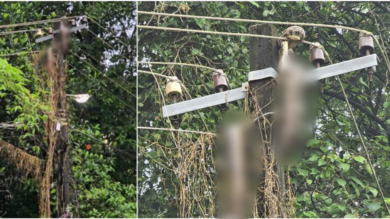 Python Found Dead on Electric Post