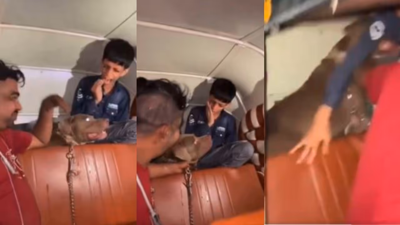 Pitbull attack on boy