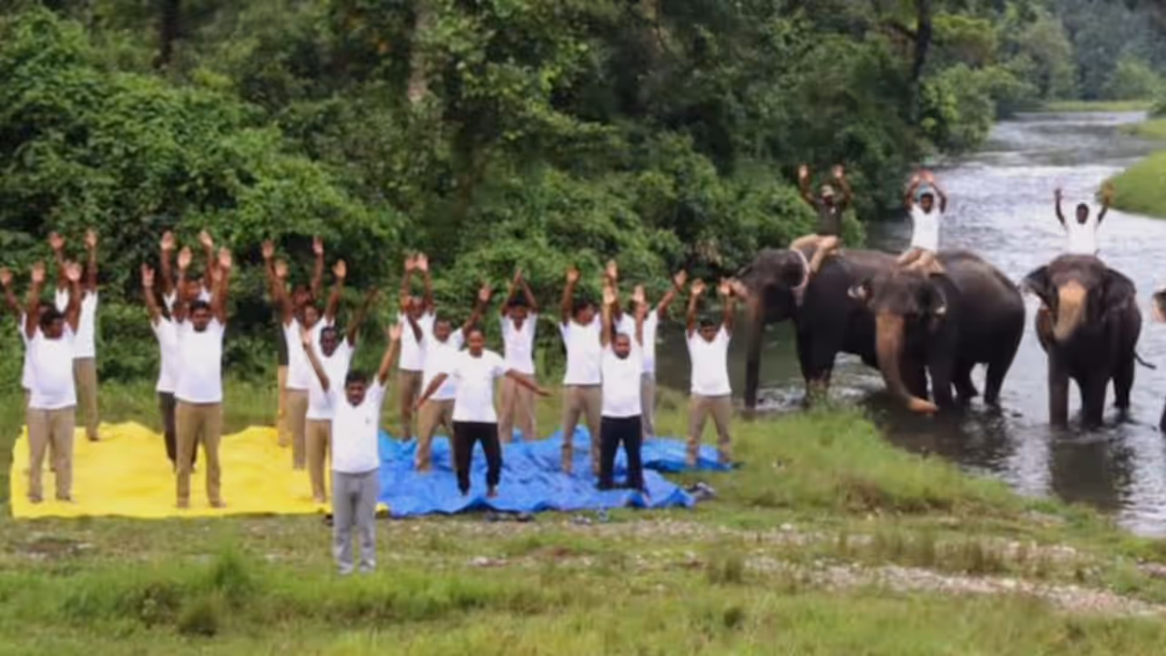 West Bengal yoga alongside elephants West Bengal yoga alongside elephants