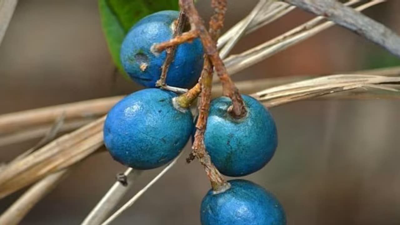 First Blue Fruit without Pigment