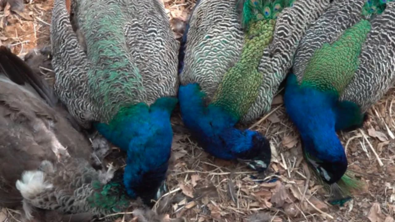 Six Peacocks Found Dead in nelamangala Farm Foul Play Suspected Poisoning Feared rav Six Peacocks Found Dead in nelamangala Farm Foul Play Suspected Poisoning Feared rav