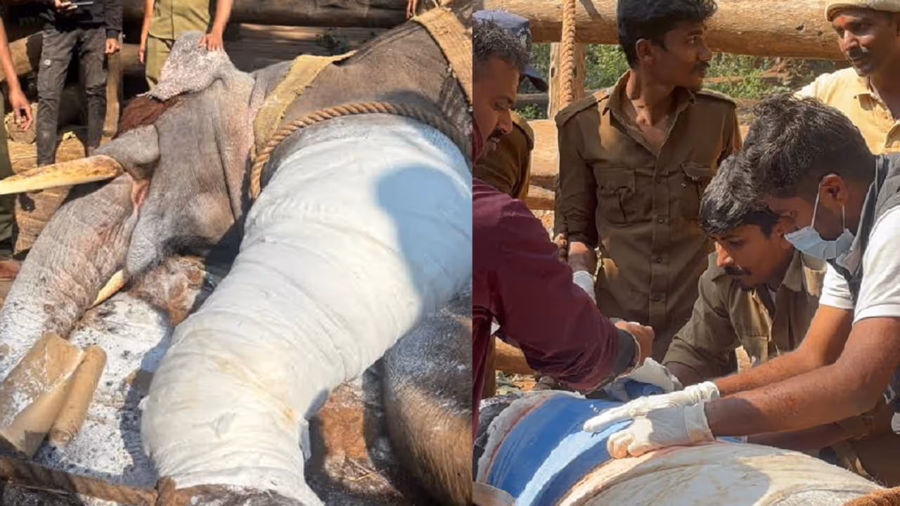 Drona elephant Drona elephant