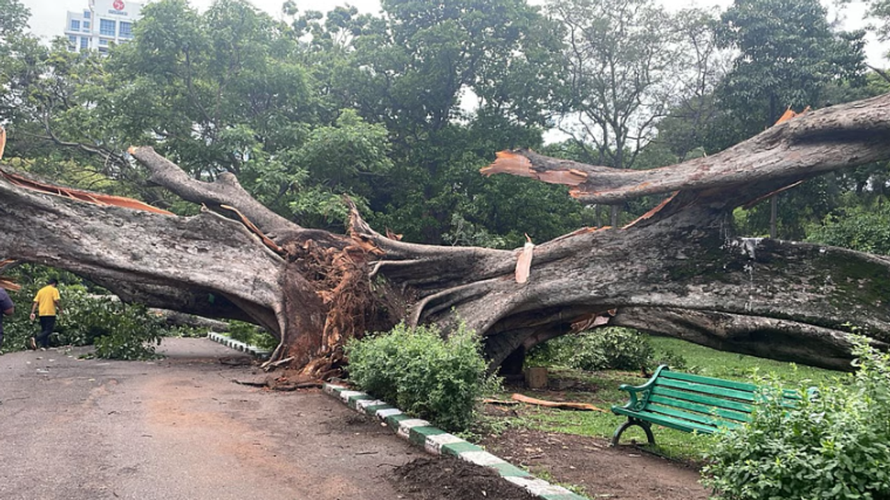 lalbagh tree collaps