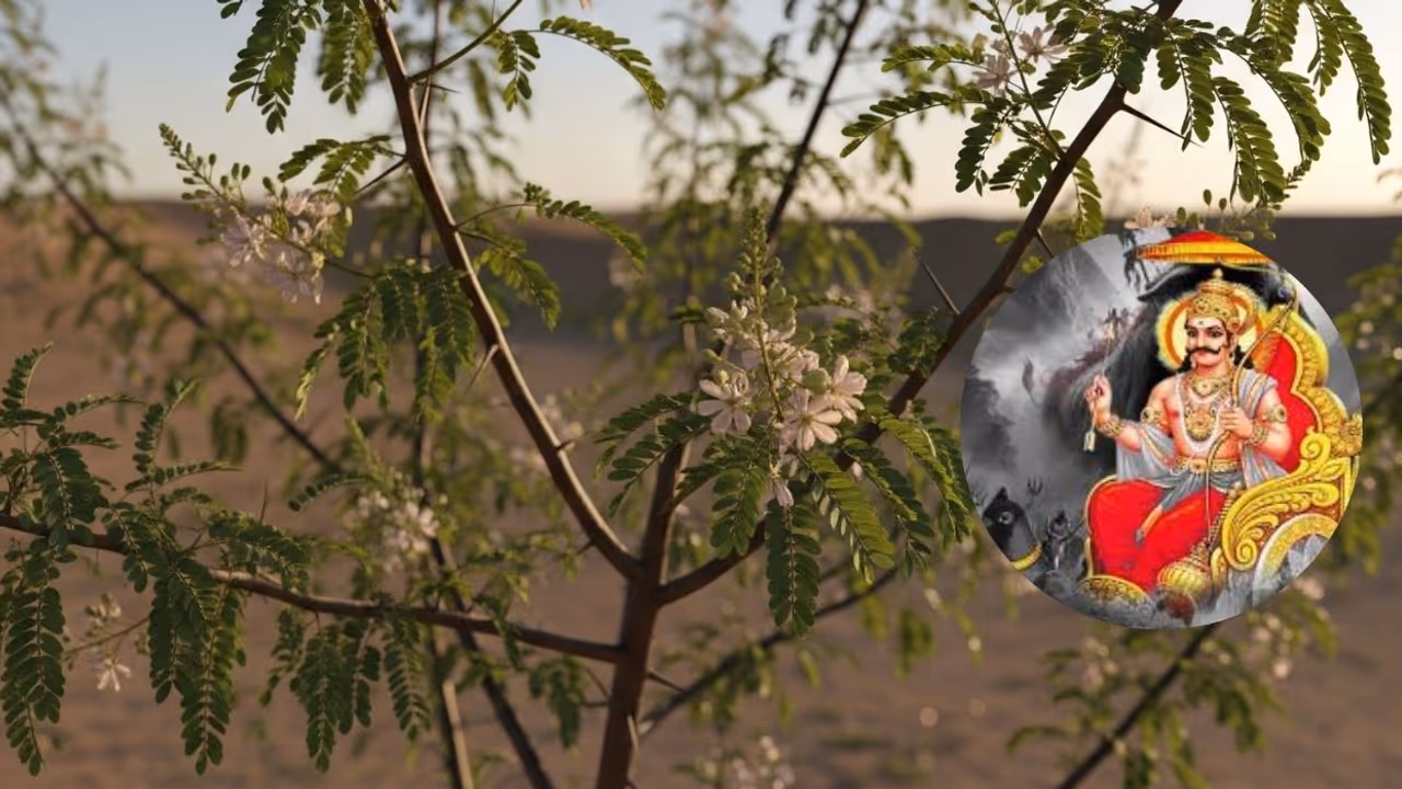 Shami ka Paudha Shami ka Paudha