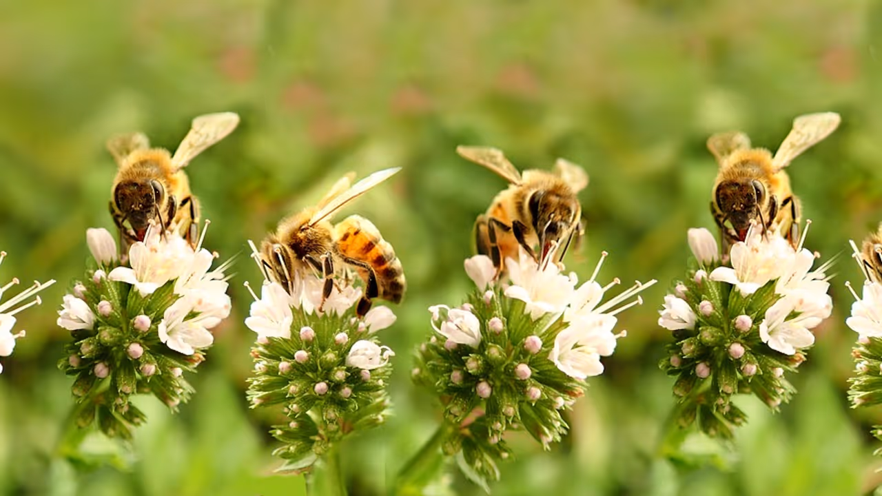 Bees Bees