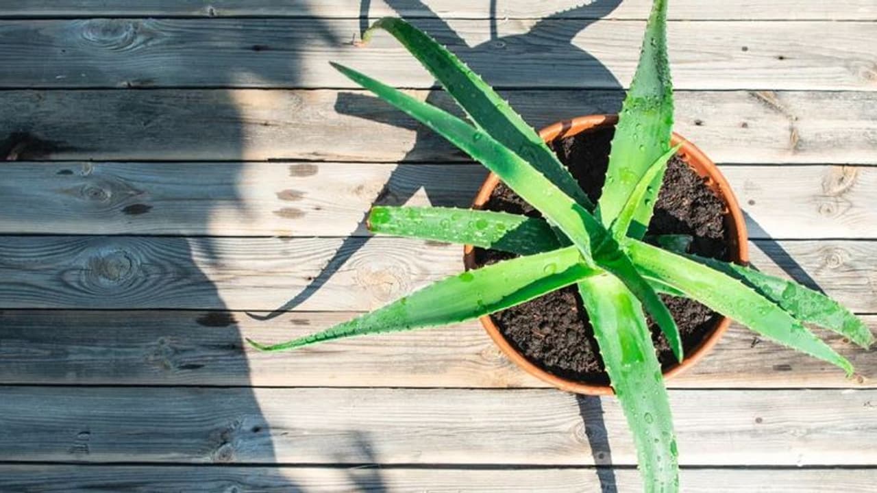 aloe vera aloe vera
