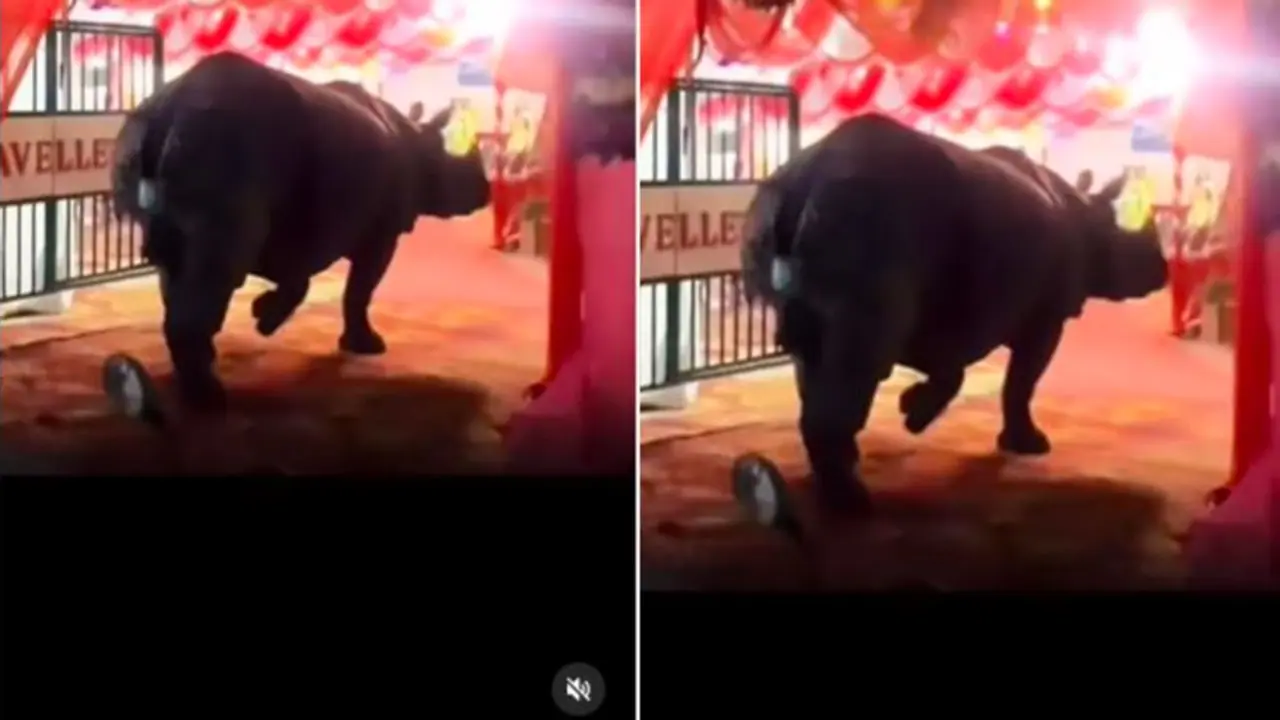 Rhino Crashes Wedding Reception