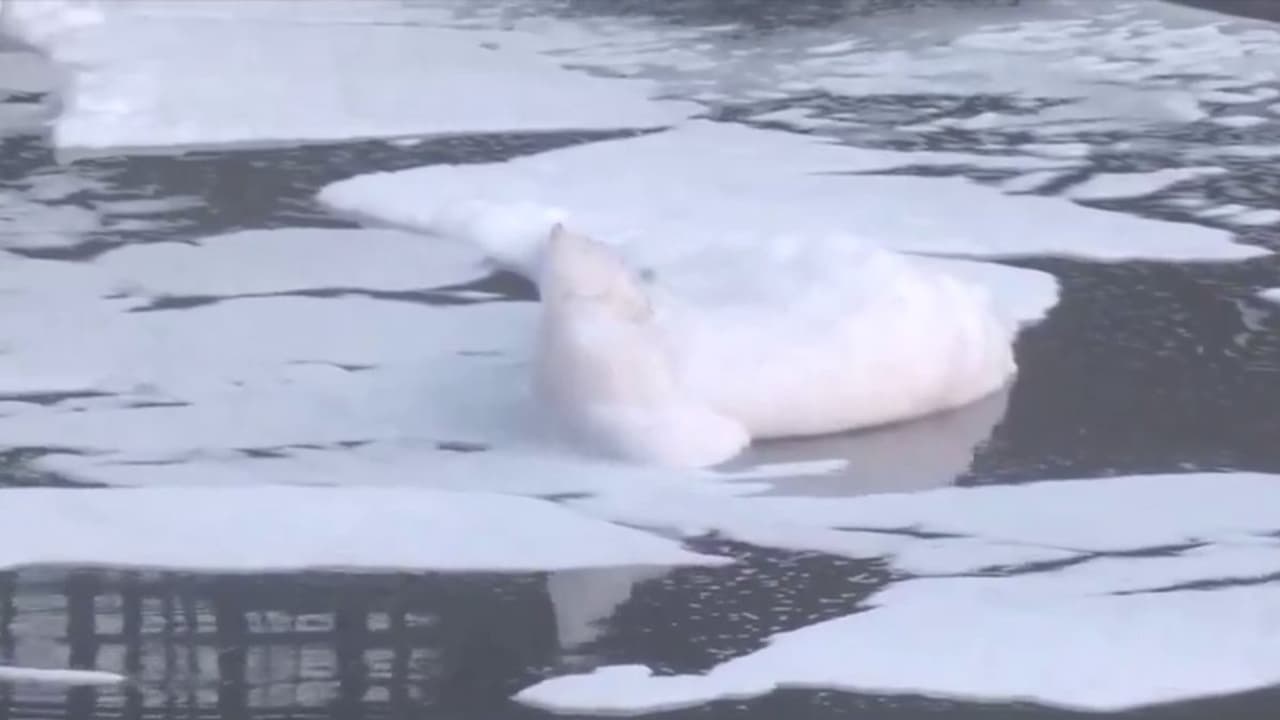 Yamuna river toxic foam Delhi Yamuna river toxic foam Delhi