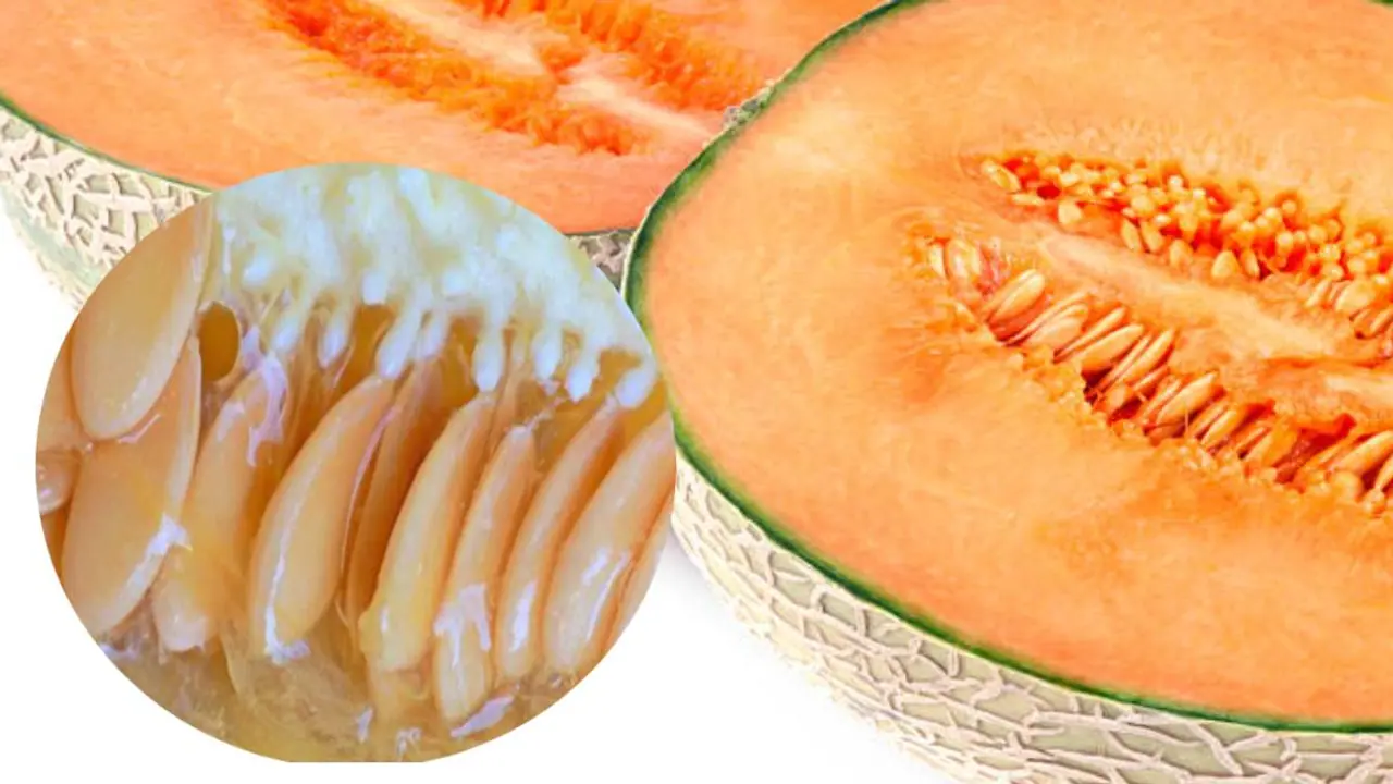 Shahi Gravy for using Melon Seeds