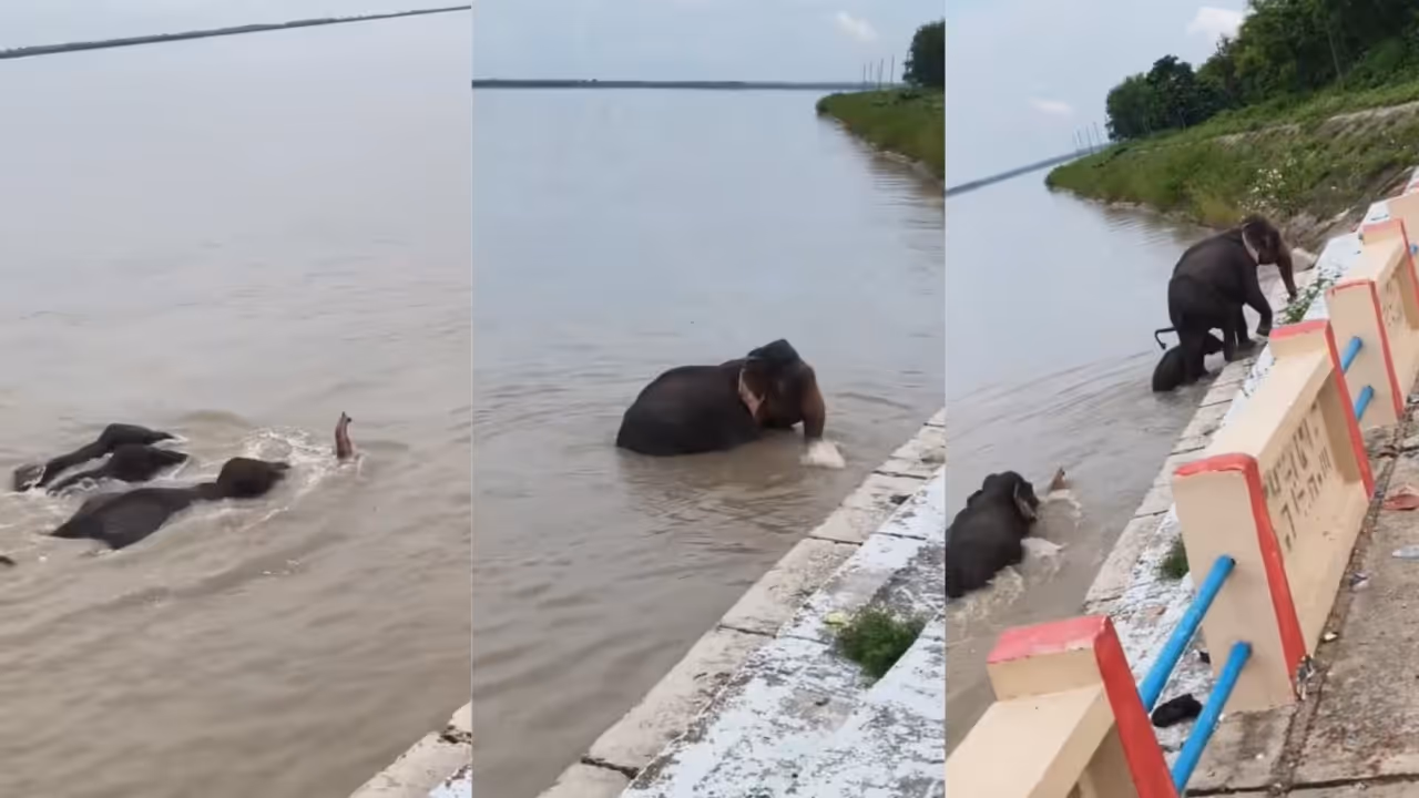Elephants Swept Into Floodwaters as Nepal Disaster Sends Herd Fighting to Stay Afloat in UP Elephants Swept Into Floodwaters as Nepal Disaster Sends Herd Fighting to Stay Afloat in UP